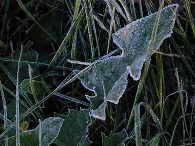 First frost;  Glen Helen Forest Preserve; OH