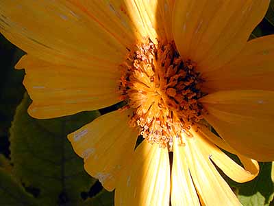 Mexican Sunflower;  Gulport, FL