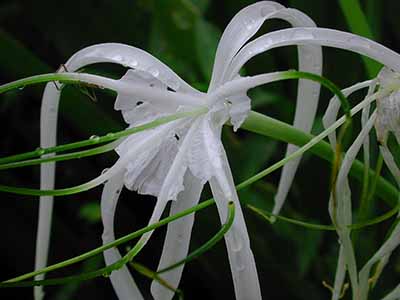 spider lilly