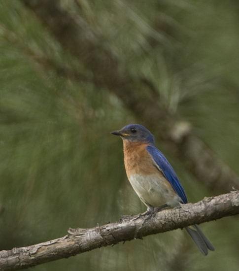 June Blue Bird