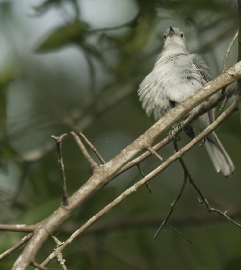 Blue gray Gnatcatcher