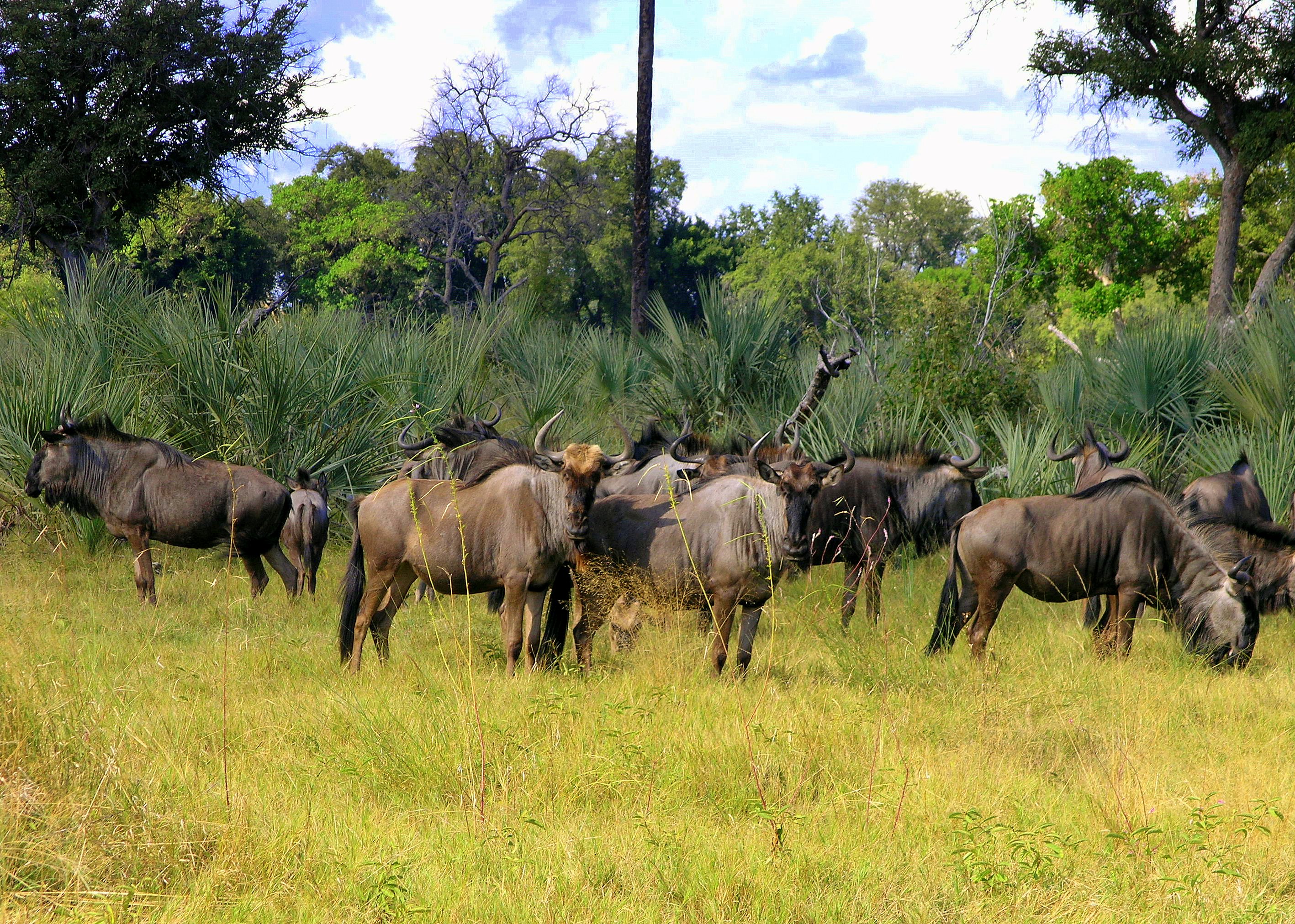 Wildebeest