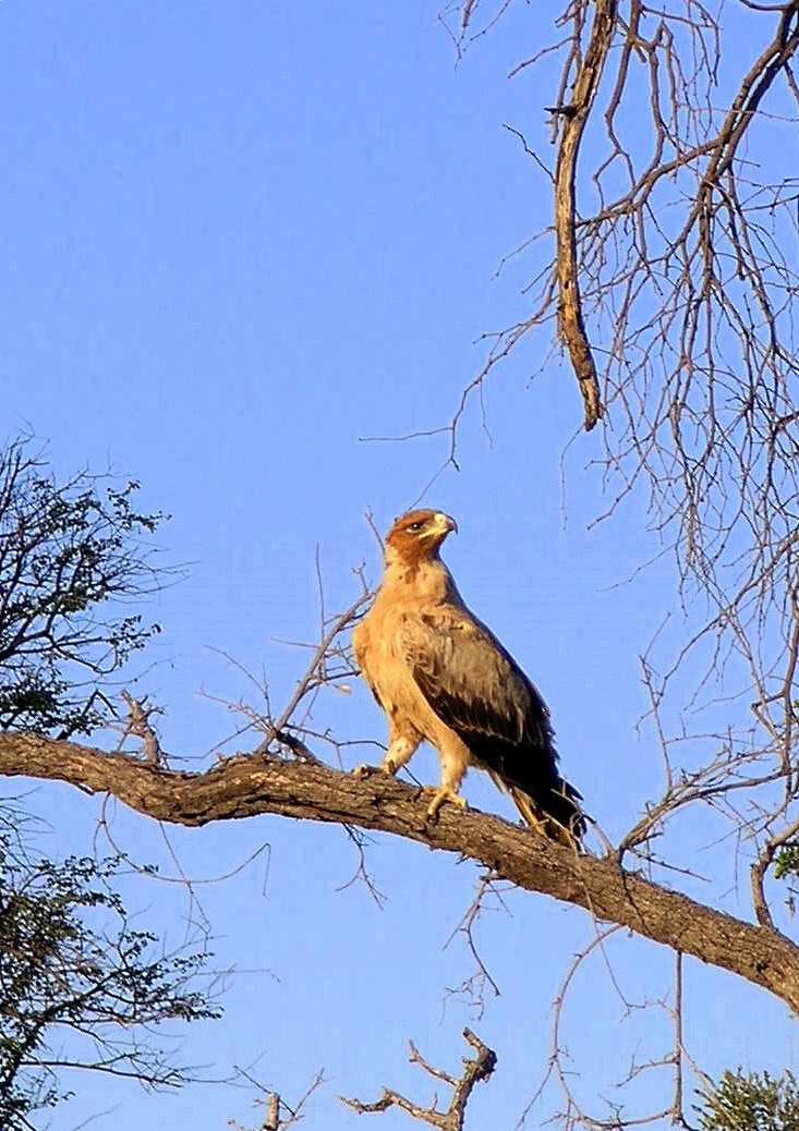 Tawny Eagle