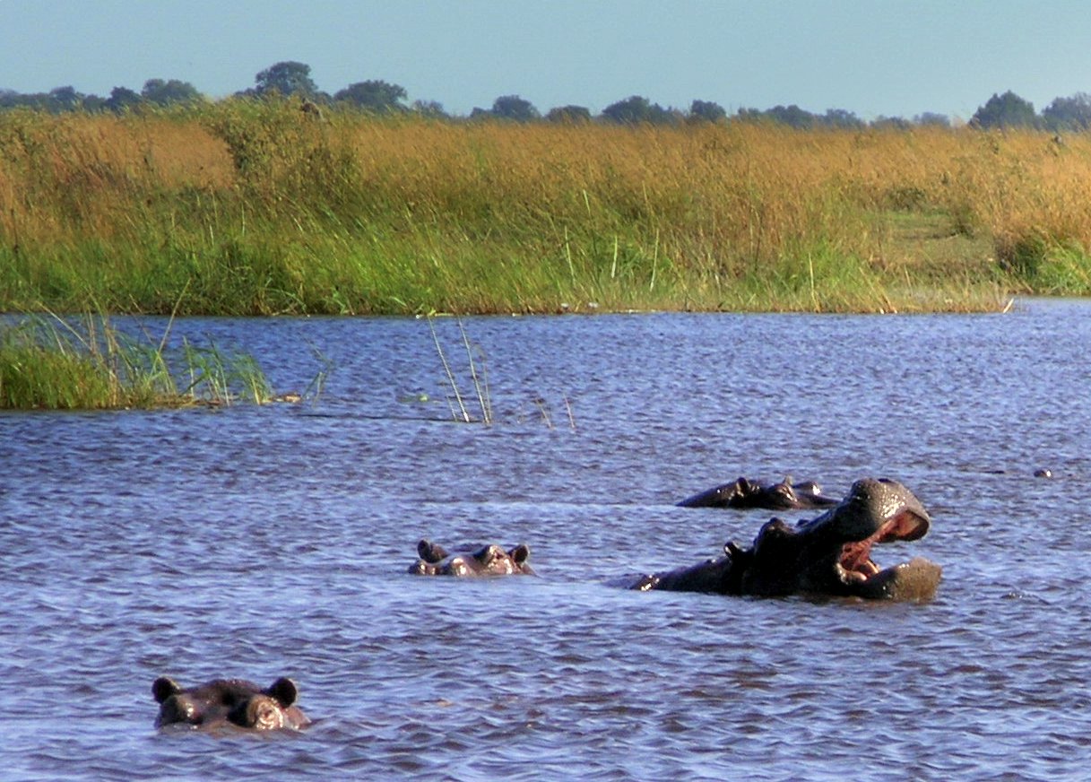 Hungry Hippos