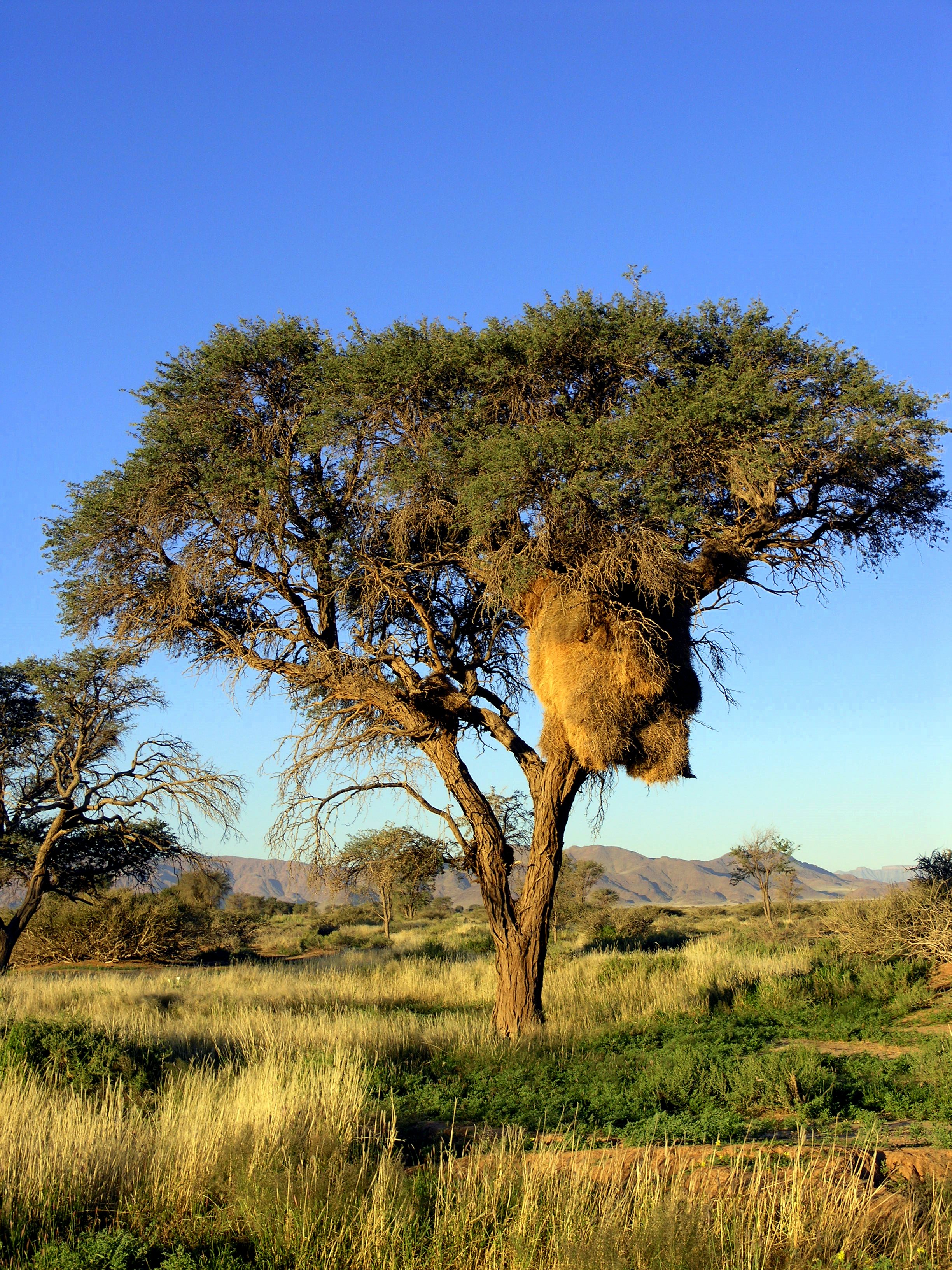 Sociable Weaver Nest