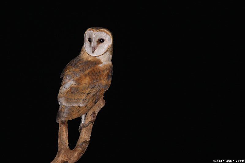 Barn_owl Tyto alba _0447-2.jpg