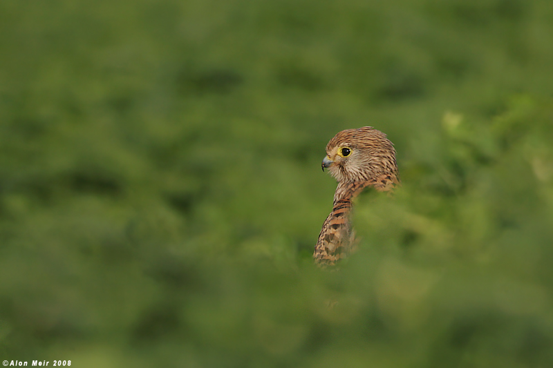 Kestrel falco tinnunculus 9230.jpg