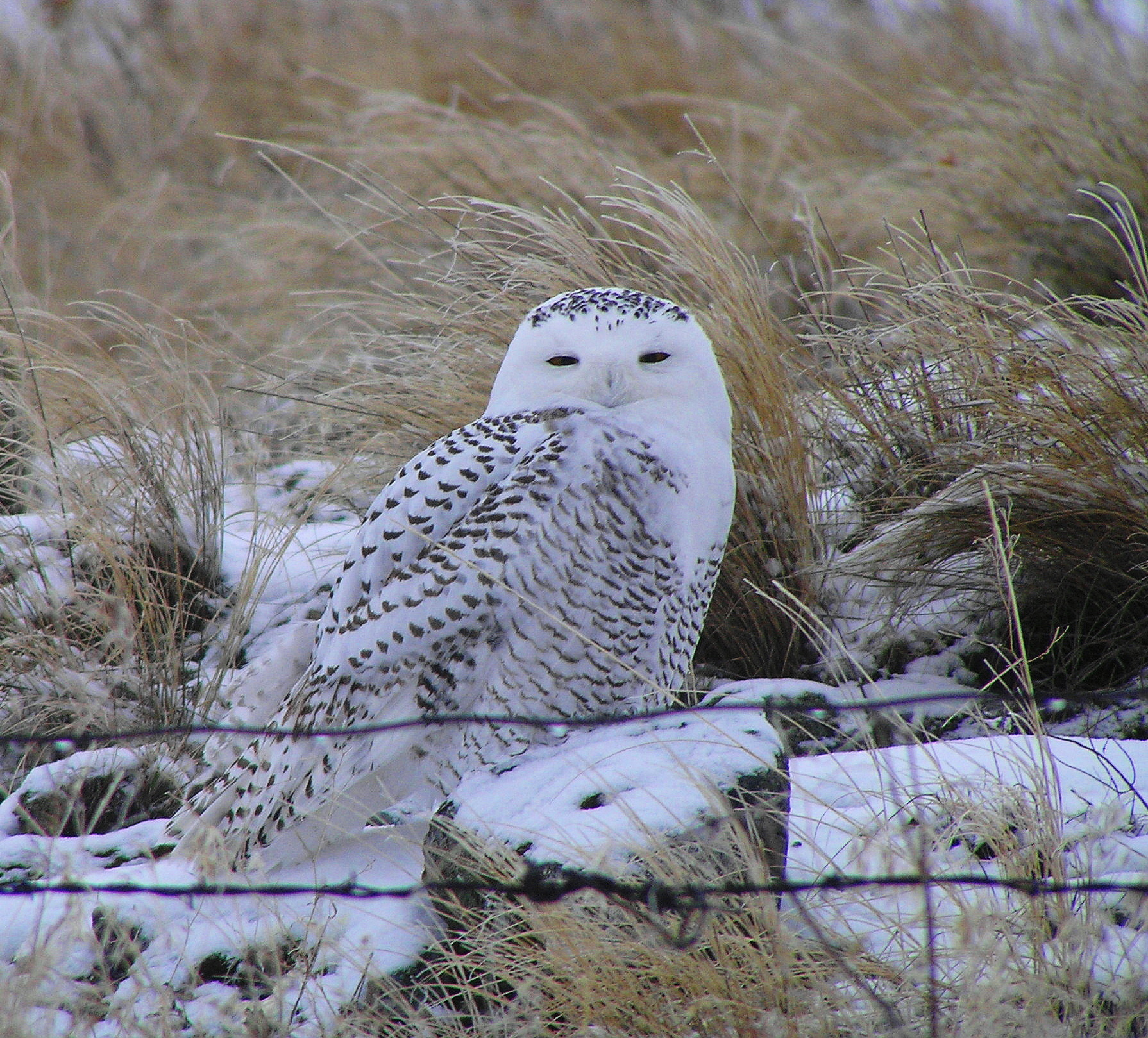 Snowy Owl