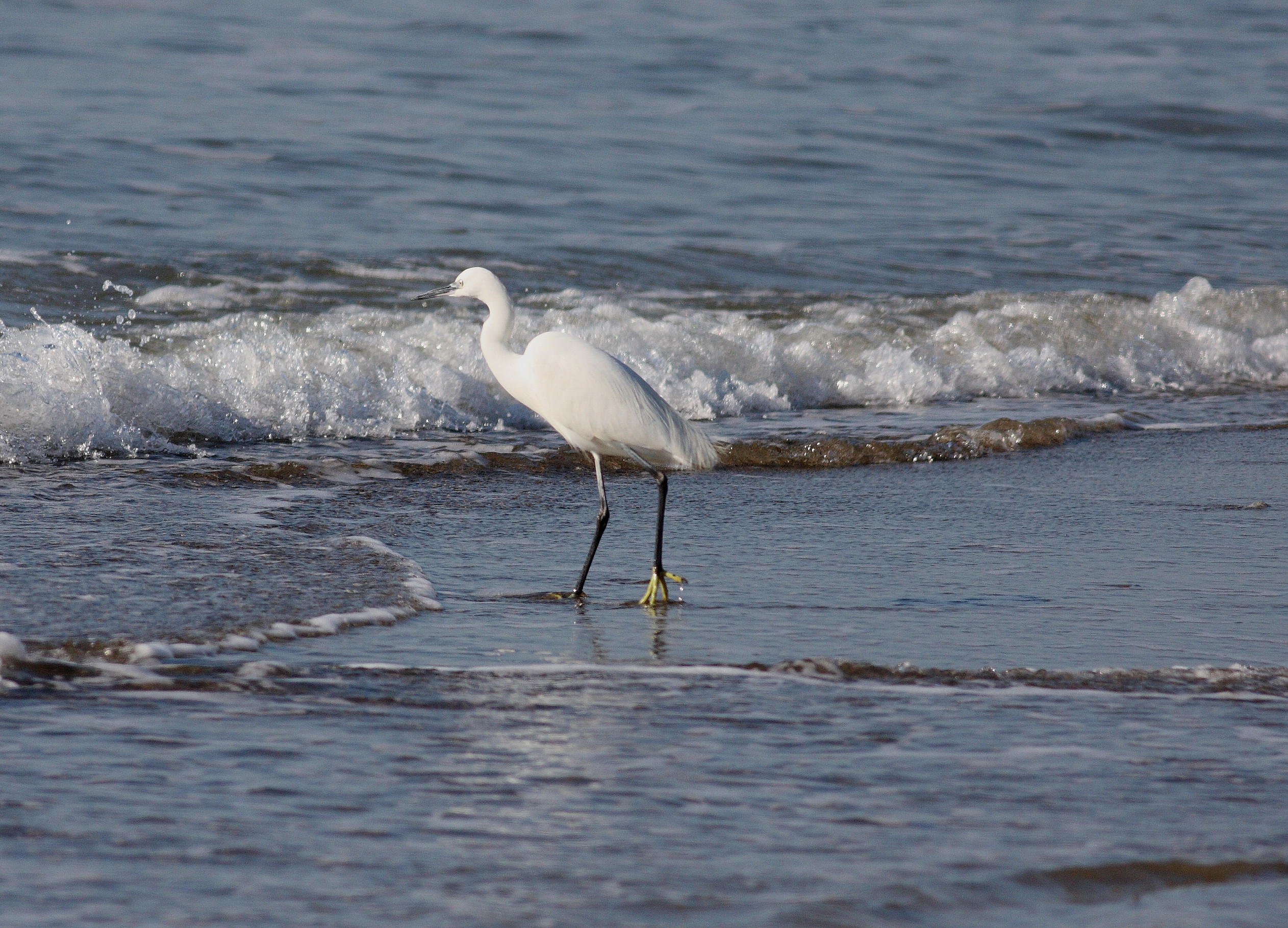Little Egret (Egretta garzetta)