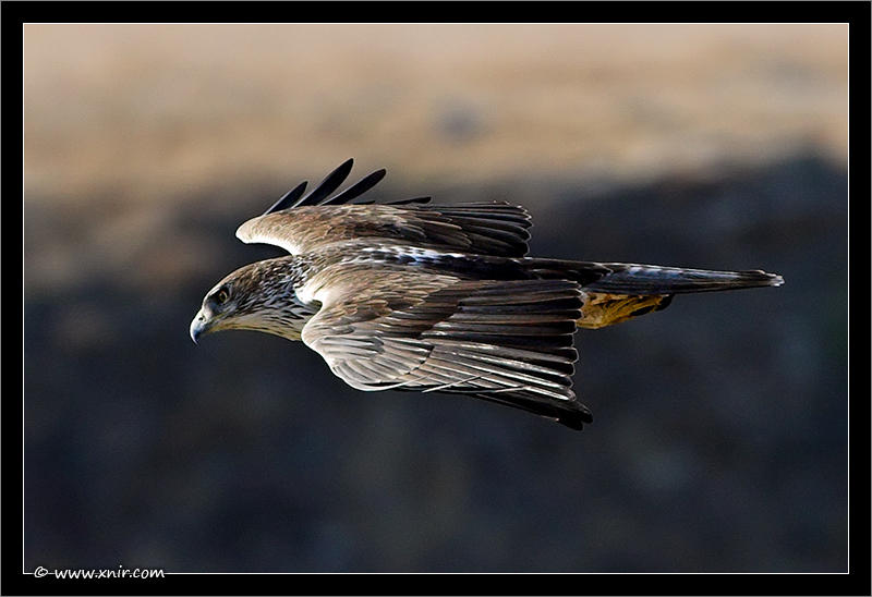 Vulture Eagle