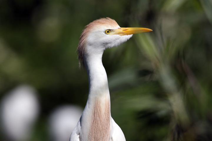 Cattle Egret