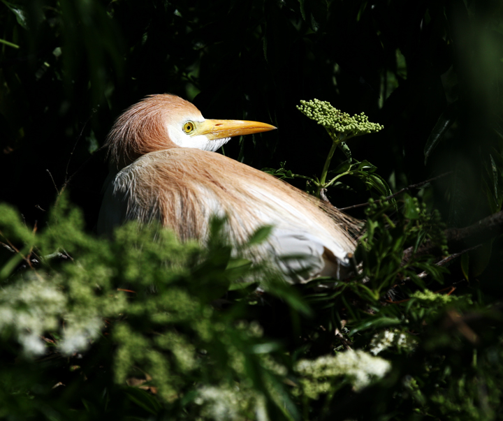 Cattle Egret on Nest