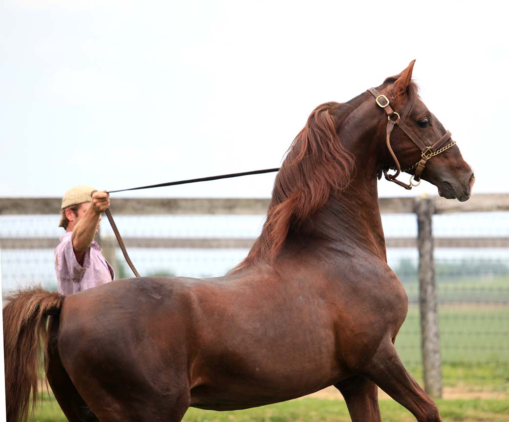 HIghpoints Resurrection - Saddlebred Stallion