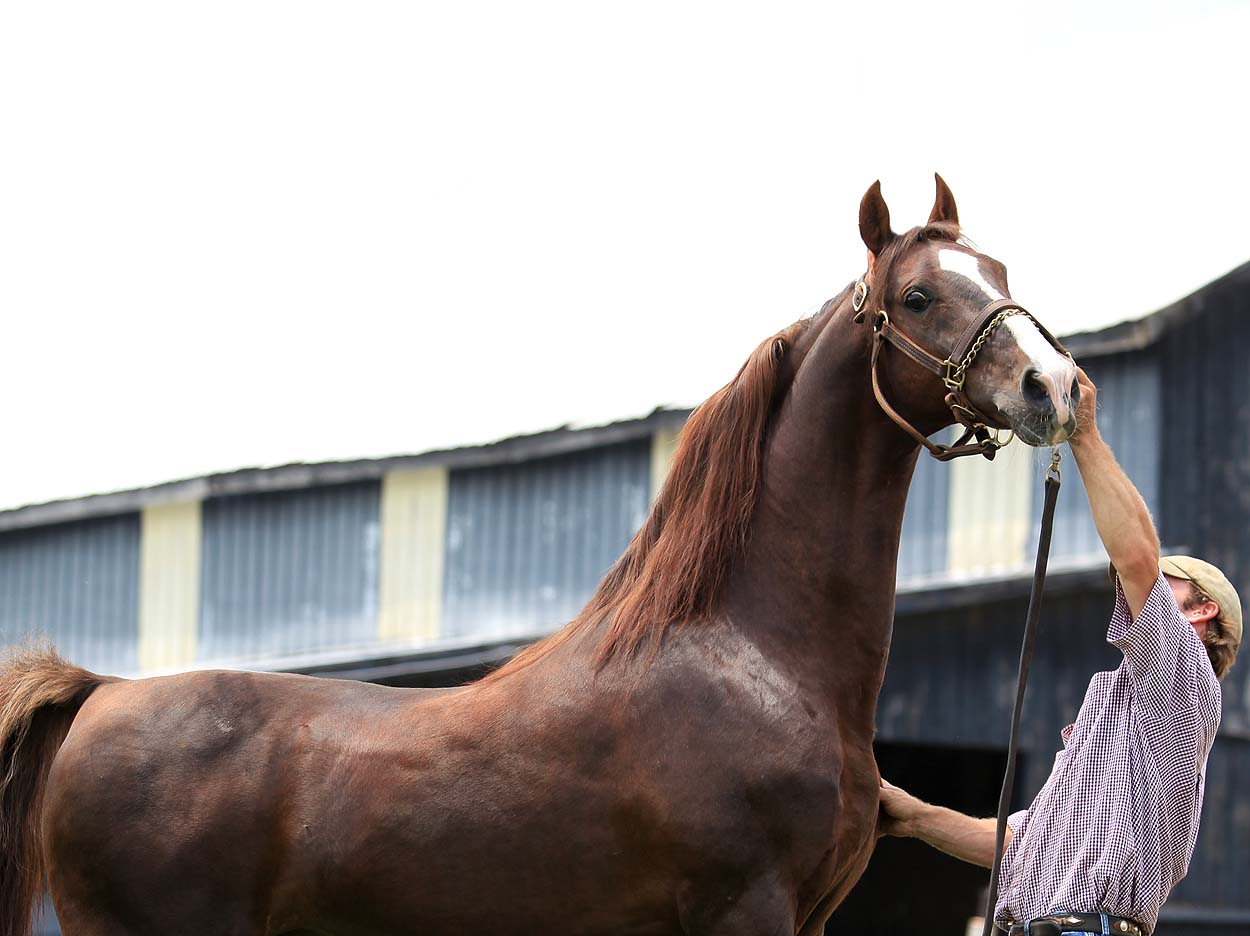 HIghpoints Resurrection - Saddlebred Stallion