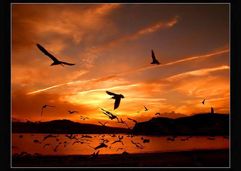 ... Seaguls ...