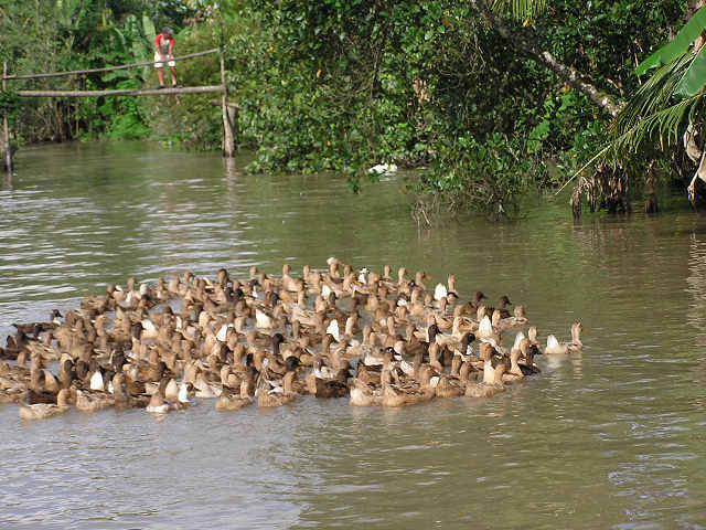 Mekong delta
