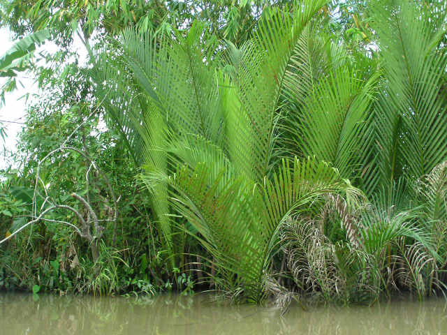 Mekong delta