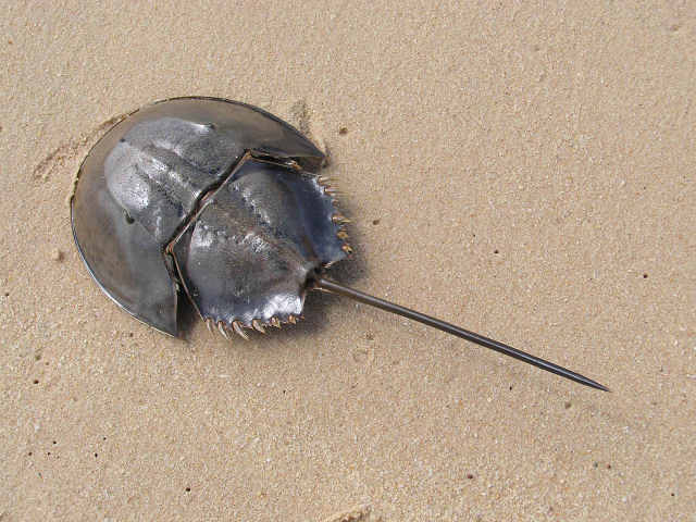 Horseshoe crabs <a href=http://www.pbase.com/image/53784155>Living fossil</a>