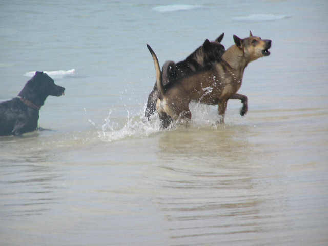 Phu Quoc dogs
