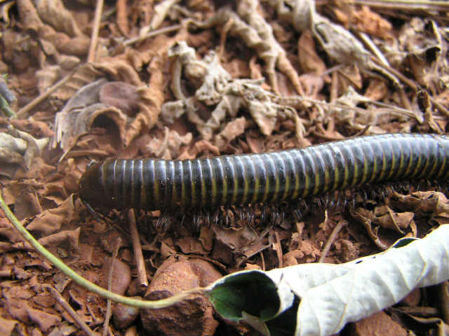 Millepede