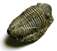 Trilobite