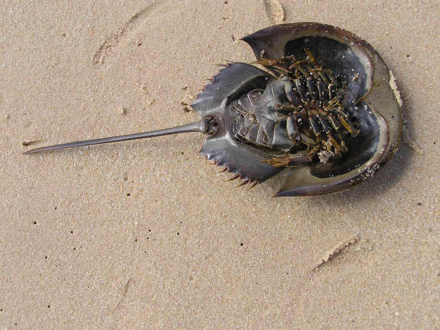 Horseshoe crabs <a href=http://www.pbase.com/image/53784155>Living fossil</a>