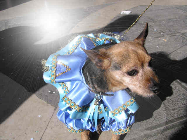 Ugo Jacobin dog