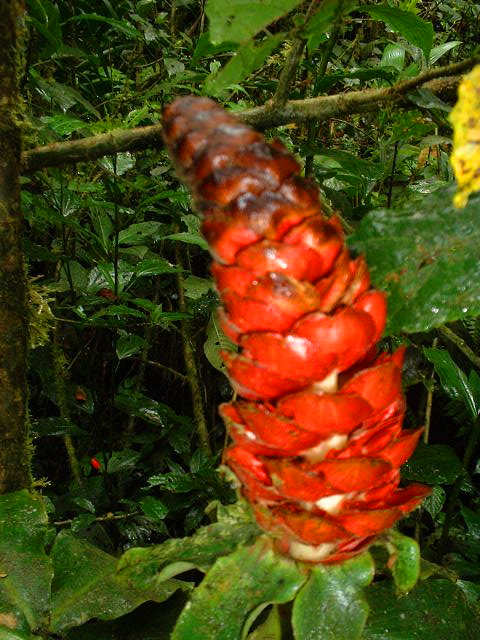 Bosque nuboso (read text)