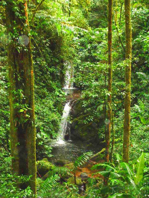 Monteverde Cloud Forest Reserve