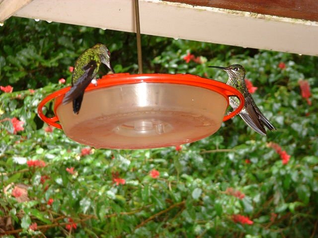 Hummingbirds
