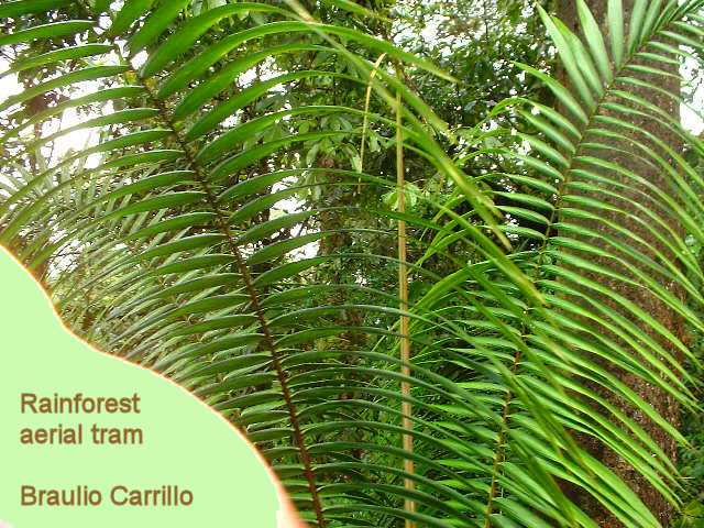 Braulio Carrillo