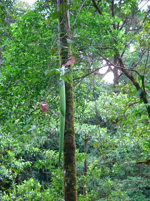 Rainforest aerial