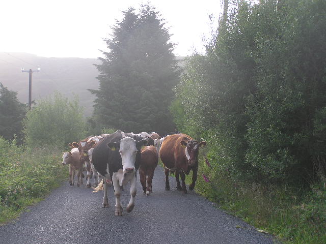 Killarney Nat. Park