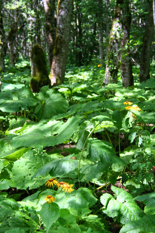 Virgin forest
