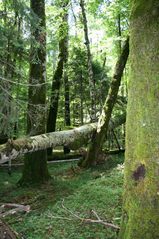 Virgin forest