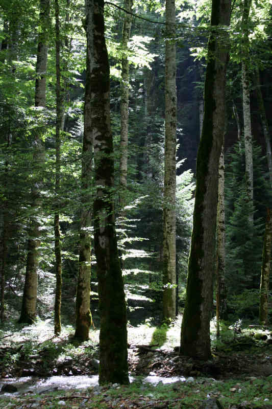 Primeval  forest