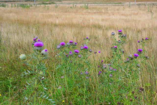 Bosnia landscape