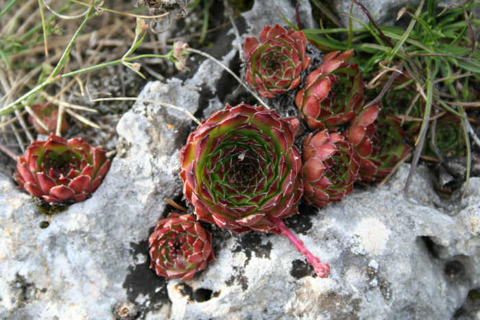 Flora