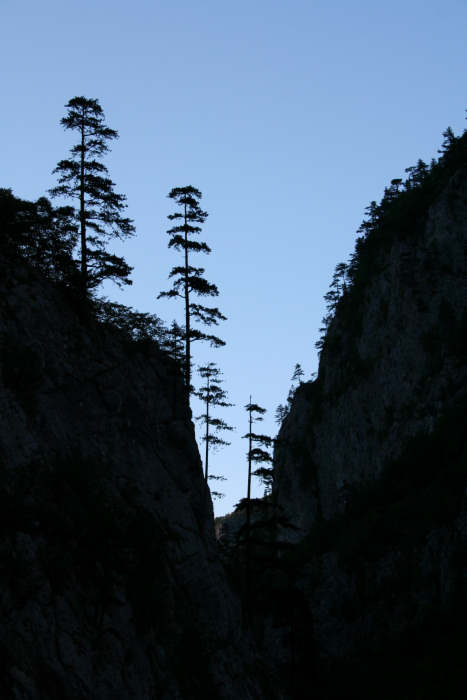 Climbing trees