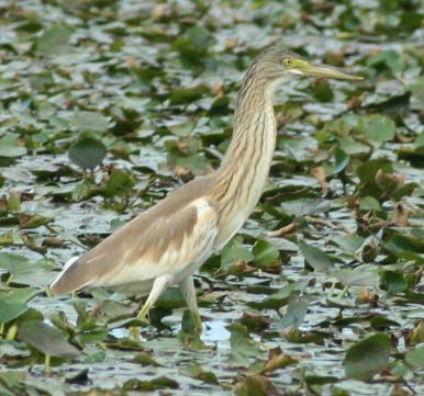 Skadar lake