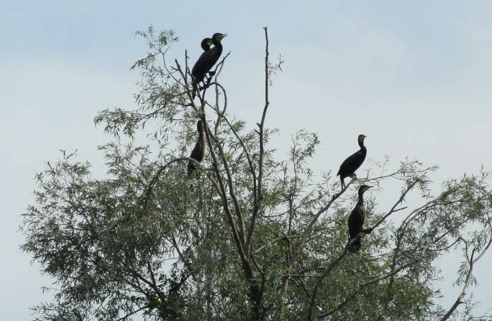 Cormoran <a href=http://www.pbase.com/image/65688804>link</a>