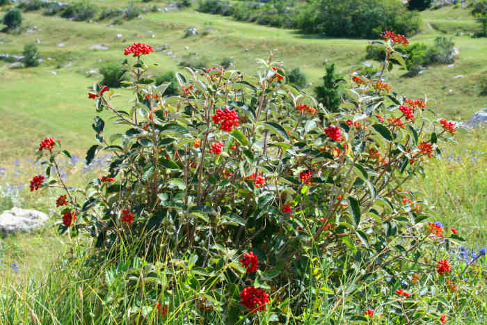 Lovcen
