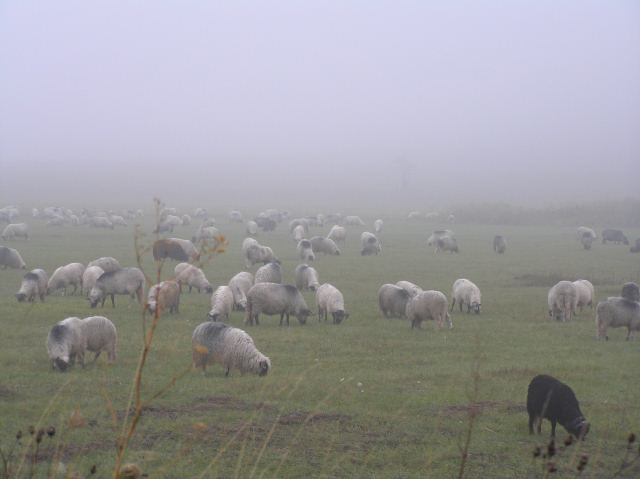 Sheep