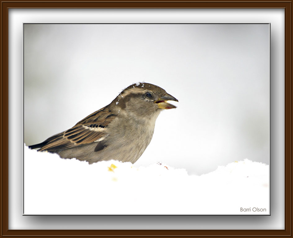 Sparrow frnet.jpg