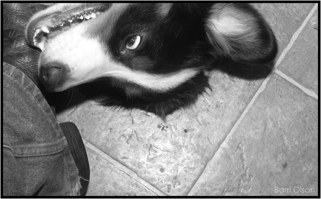 Jax ready to eat my boot with my foot inside