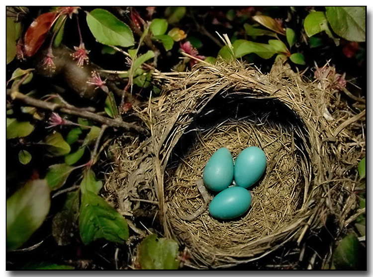 eggs.jpg