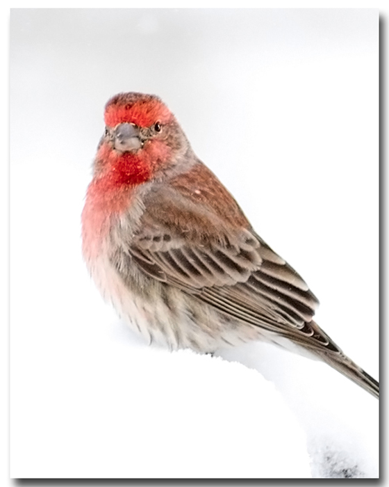finch01.jpg