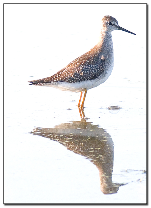 Wader_01.jpg