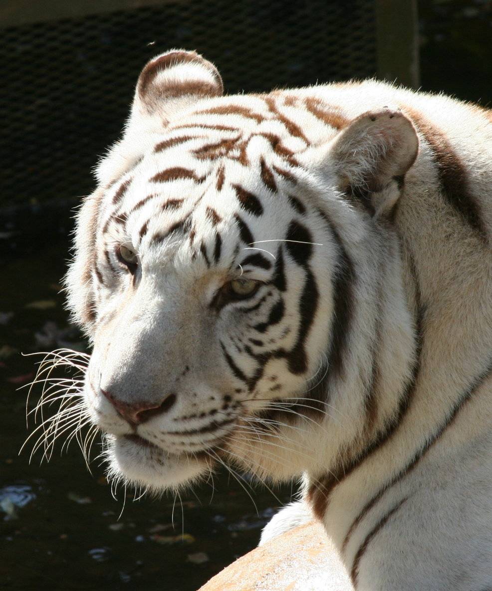 White Tiger.jpg