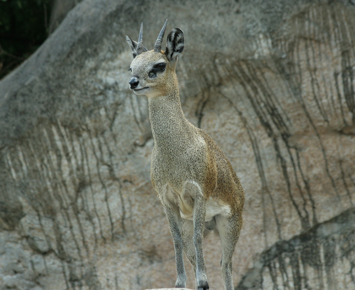 Dallas Zoo (26).jpg